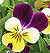 Old Fashioned Viola Select Seeds