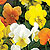 Penny Citrus Mix Viola Seeds