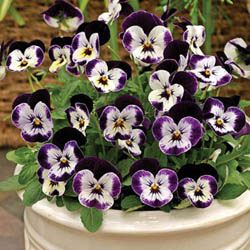 Penny Mickey F1 Viola Seeds