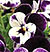 Penny Mickey F1 Viola Seeds