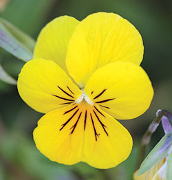 Prince John Yellow Viola Seeds