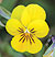 Prince John Yellow Viola Seeds