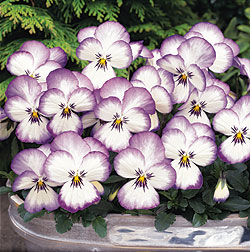 Coconut Swirl Viola Seeds