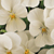 French Vanilla Viola Seeds