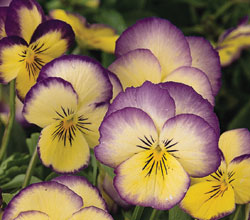 Lilac Yellow Viola Select Seeds