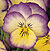 Lilac Yellow Viola Select Seeds