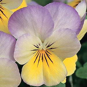 Sorbet Peach Frost Viola Seeds