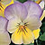  Frost Viola Seeds
