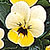 Primrose Viola Select Seeds