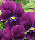 Velour Purple Viola Seeds
