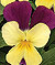 Velour Purple Wing Viola Seeds
