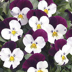 Penny White Jump Up F1 Viola Seeds