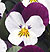 Penny White Jump Up F1 Viola Seeds