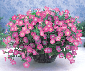 Voyager Pink Morn Spreading Petunia Seeds
