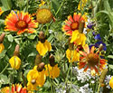 Colorado Wildflower Seeds