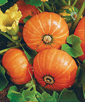 Container Patio Windsor F1 Pumpkin Seeds