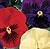 Delta Wine and Cheese Mix F1 Pansy Seeds