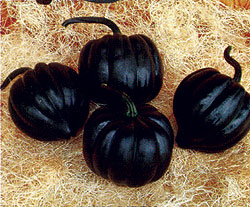 Royal Ace PM-F1 Winter Squash Seeds