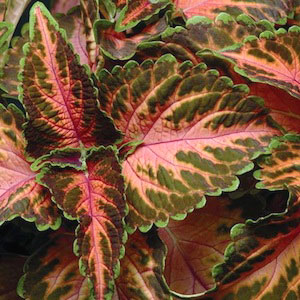 Wizard Series Coral Sunrise Coleus Seeds
