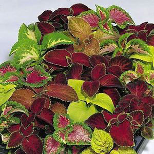 Wizard Series Mix Coleus Seeds