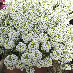 Wonderland Gigi White Alyssum Seeds