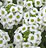 Wonderland Gigi White Alyssum Seeds