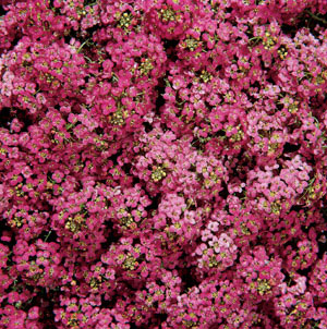 Wonderland Deep Rose Alyssum Seeds