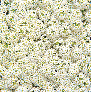 Wonderland White Alyssum Seeds