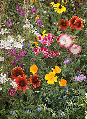 Western Honey Bee Pollinator Seed Mix