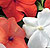 Xtreme Hot Mixture F1 Impatiens Seeds