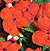 Xtreme Orange F1 Impatiens Seeds
