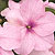 Xtreme Pink F1 Impatiens Seeds