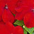 Xtreme Red Impatiens Seeds