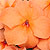 Xtreme Salmon Impatiens Seeds