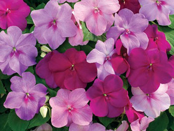 Xtreme Sapphire Mix F1 Impatiens Seeds