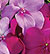 Xtreme Sapphire Mix F1 Impatiens Seeds