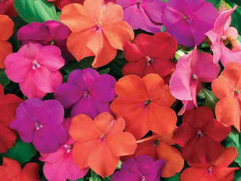 Xtreme Tango Mix F1 Impatiens Seeds