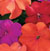 Xtreme Tango Mix F1 Impatiens Seeds