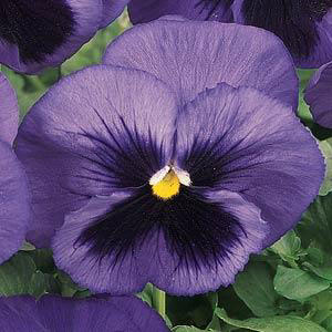 XXL Blue Blotch F1 Pansy Seeds