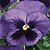 XXL Blue Blotch F1 Pansy Seeds