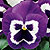 XXL Purple White F1 Pansy Seeds