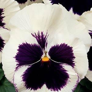 XXL White Purple F1 Pansy Seeds