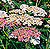 Colorado Mix Yarrow Seeds