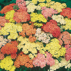 Summer Pastels Yarrow Seeds