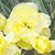 Yellow Carnation Seeds