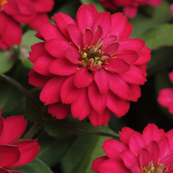 Zahara Double Cherry F1 Zinnia Seeds
