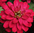 Zahara Double Cherry F1 Zinnia Seeds