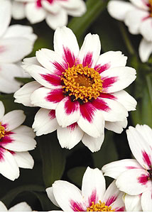 Zahara Starlight Rose 2010 AAS Zinnia Seeds