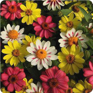 Zahara Raspberry Lemonade Mix F1 Zinnia Seeds