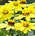 Zahara Yellow F1 Zinnia Seeds